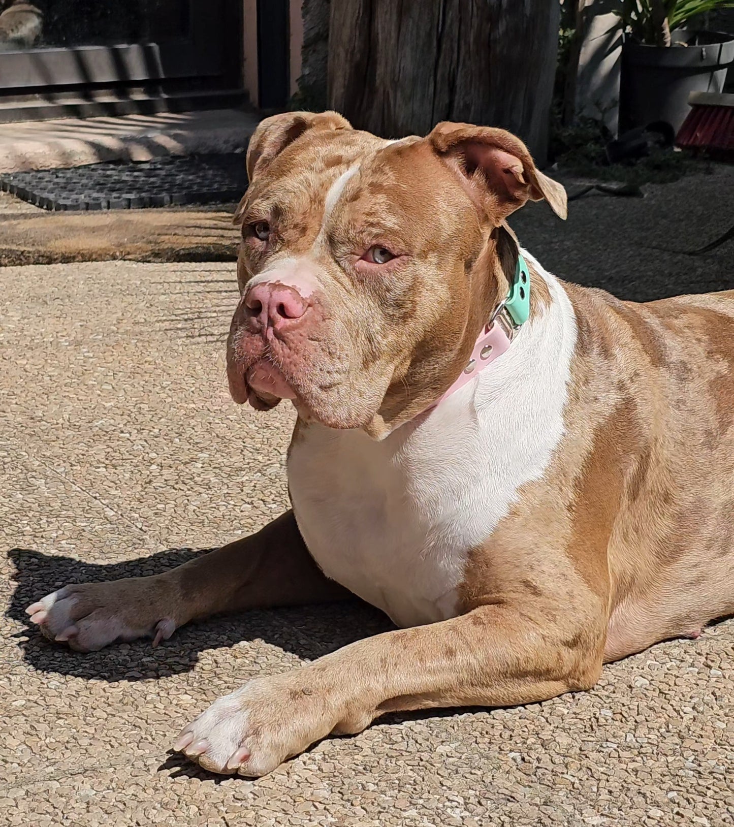 ❤️🔥Fusion - Colliers bicolores simple largeur💫