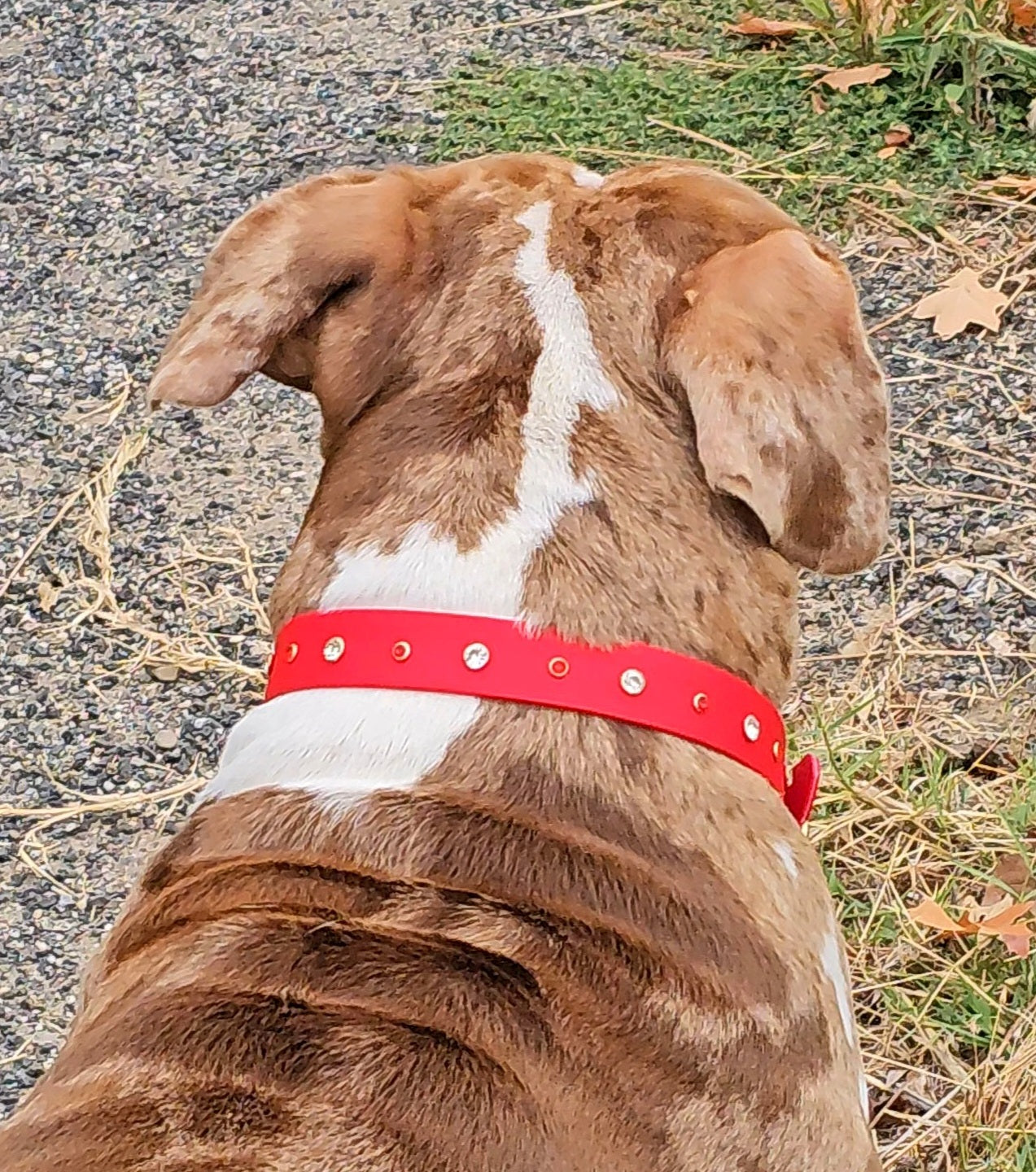 ✨L’Éclat - Colliers à strass simple bande💎