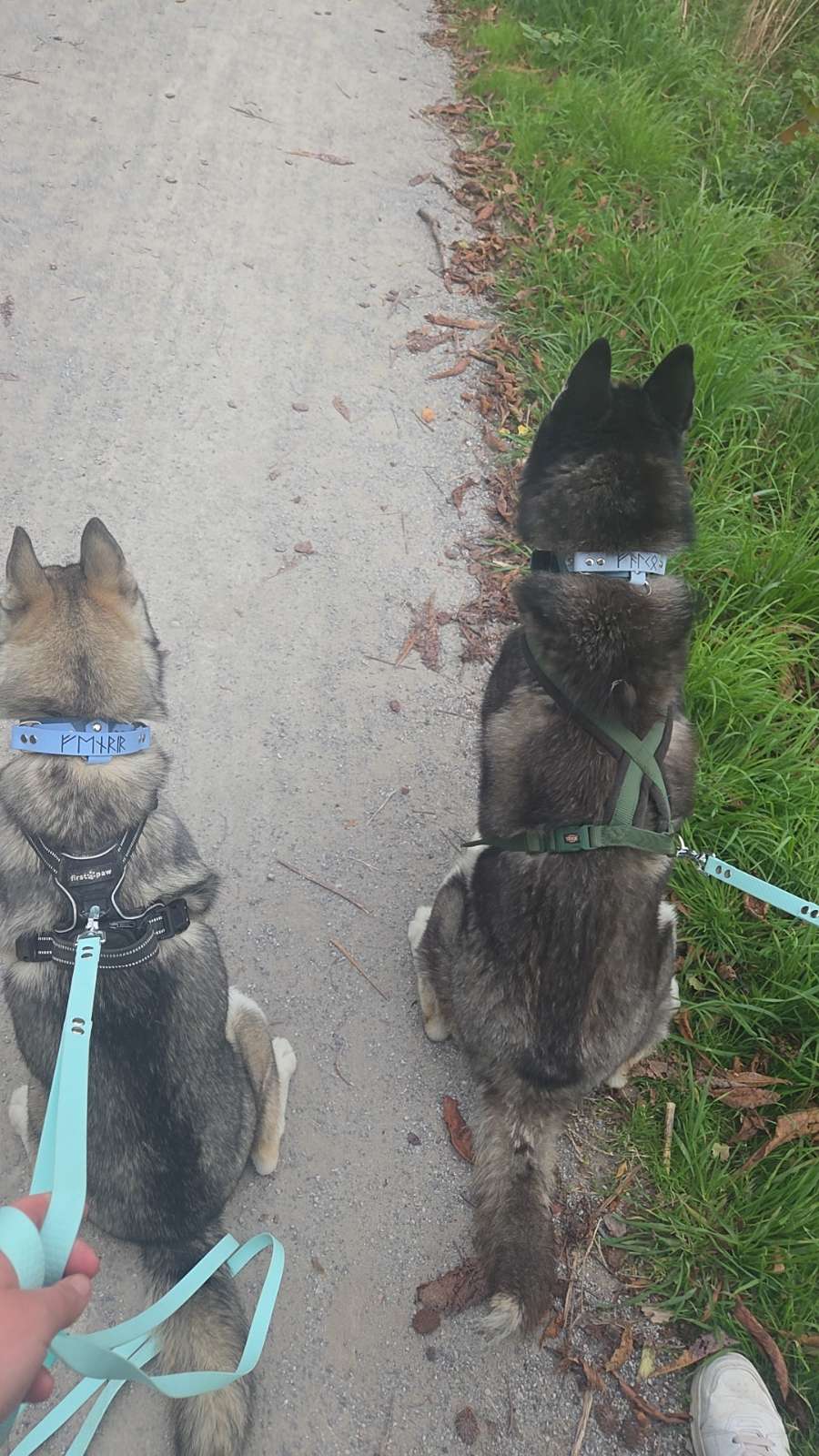 đŠŸAlpha Grip - Colliers avec poignĂ©e rĂ©tractableđș