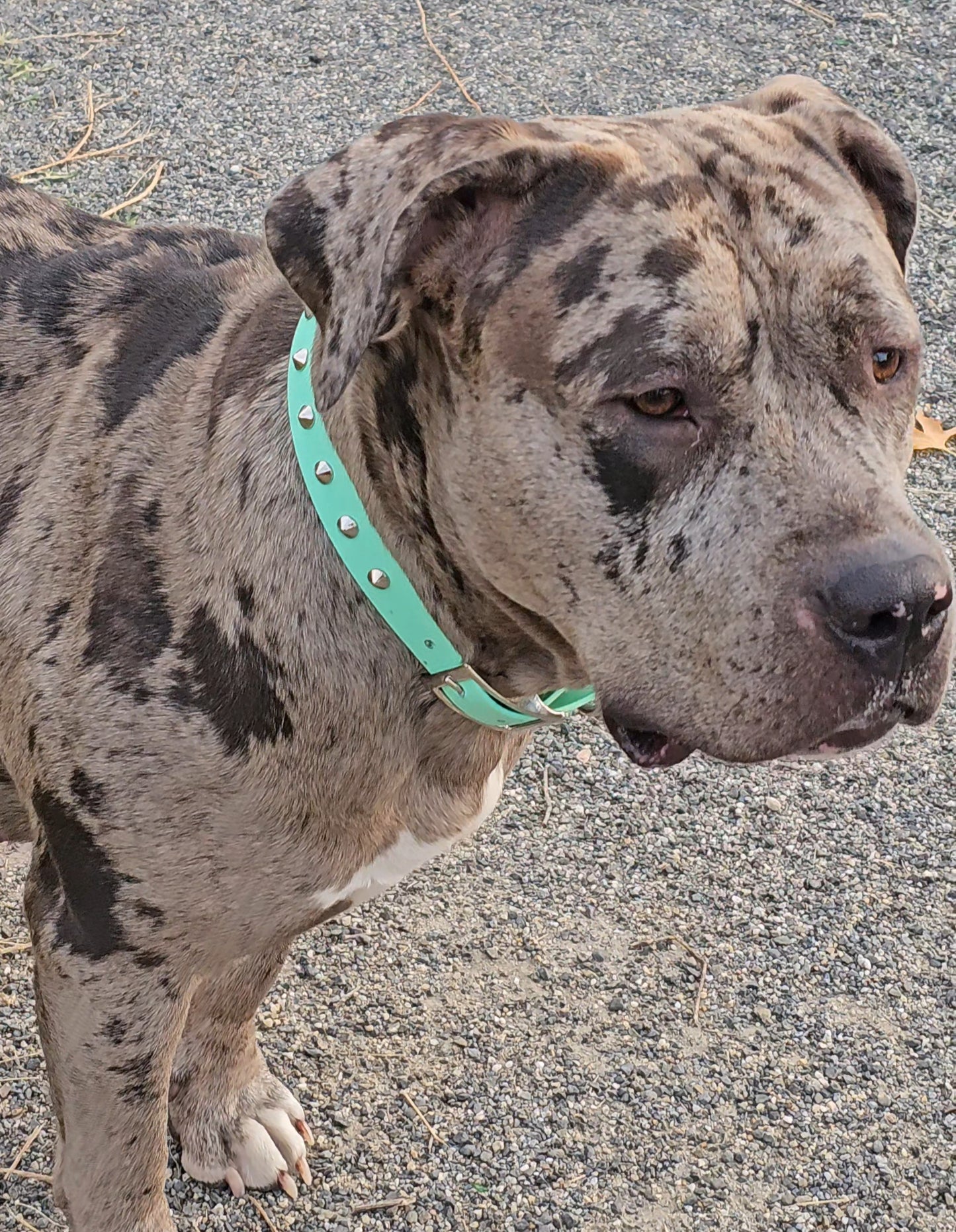 đ Soft Rebel âš â Colliers Ă  clous simple largeur