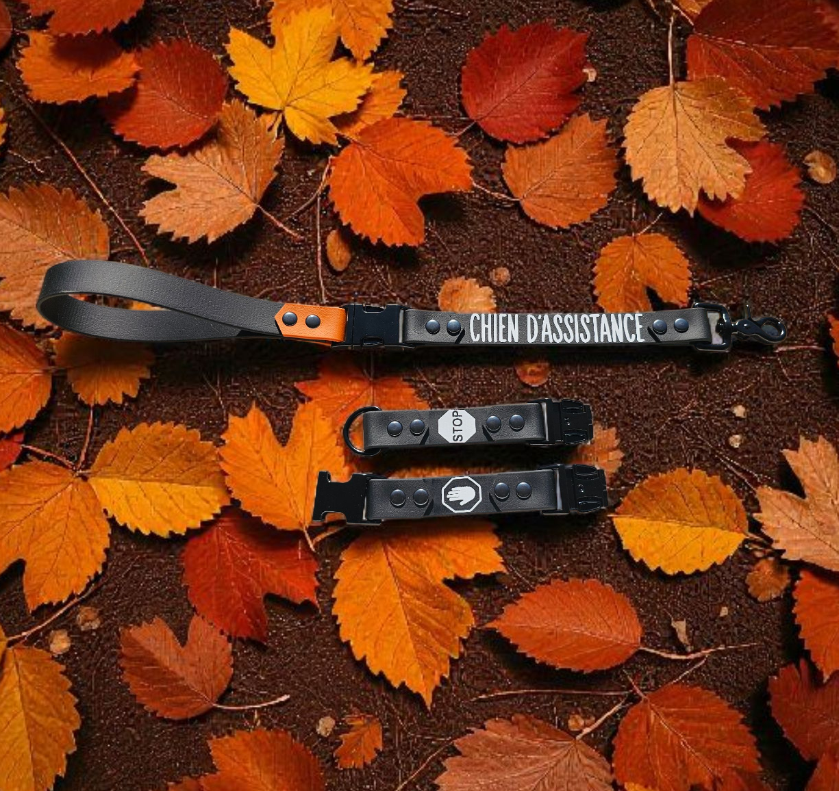 đ Gang'Voice â Rallonge de laisse modulable đ„