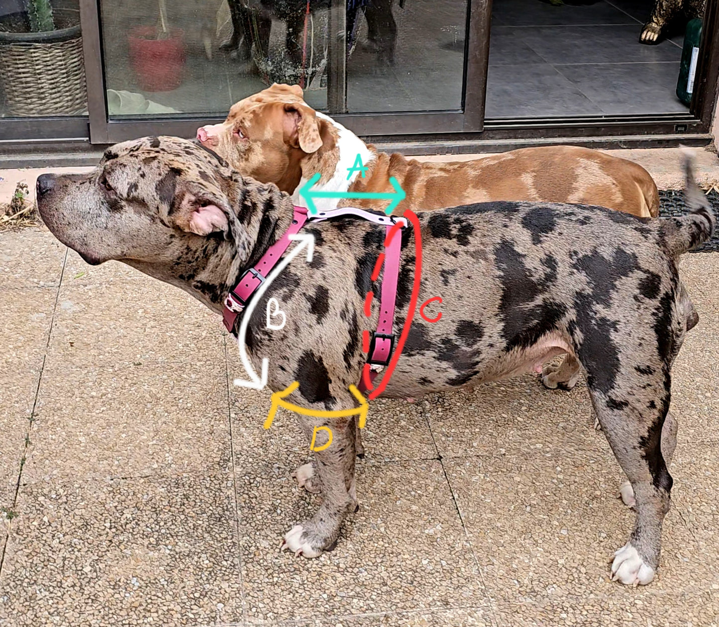 🦴 Morpho’Link – Harnais modulable 🐺