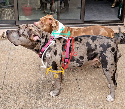 🦴 Morpho’Link – Harnais modulable 🐺