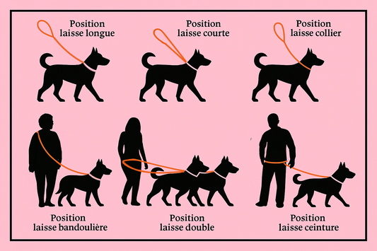🌍 Flexi Line – longe multi-positions 🐕