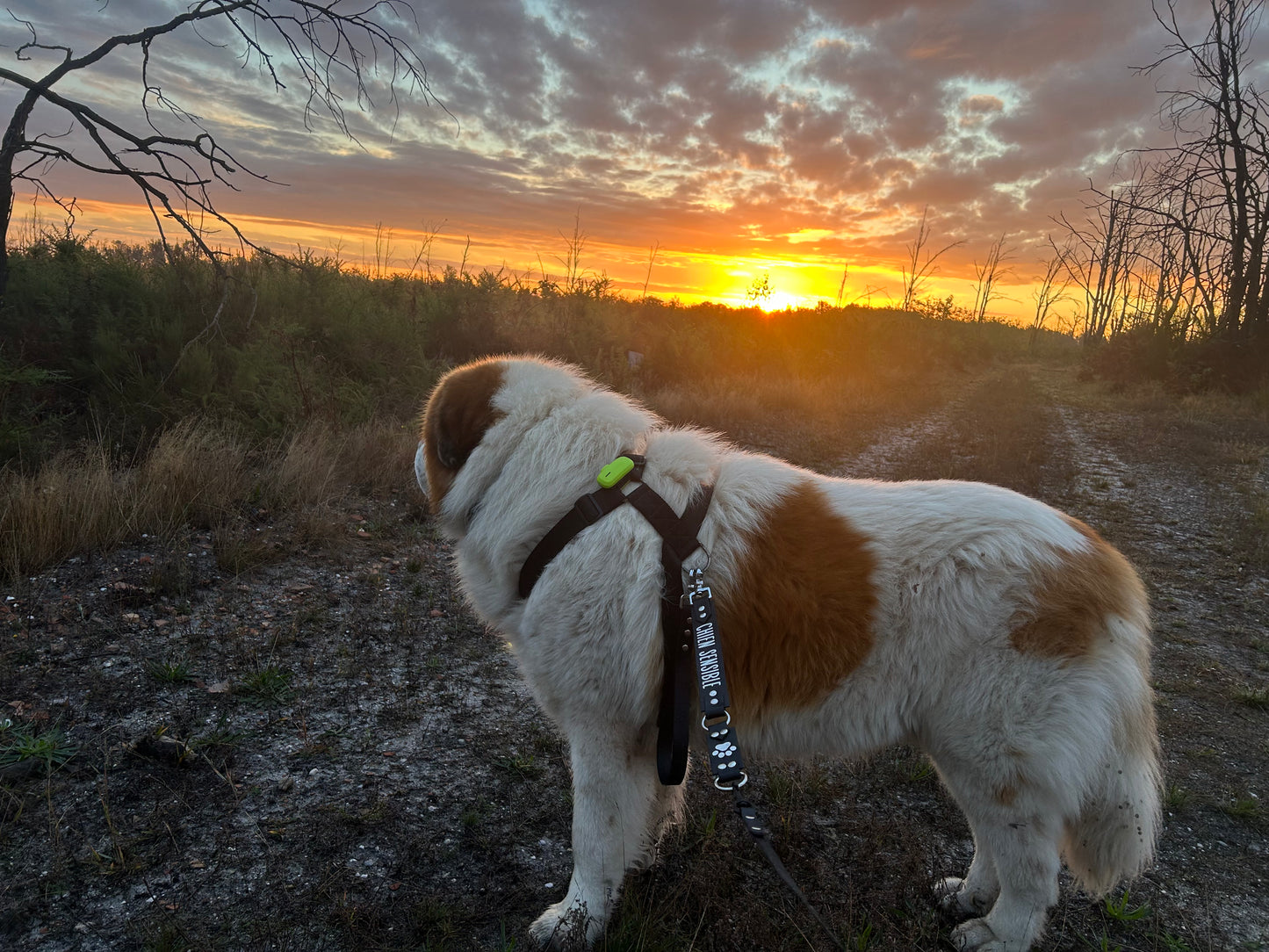 🔊 Gang’Voice – Les Recharges ⚡