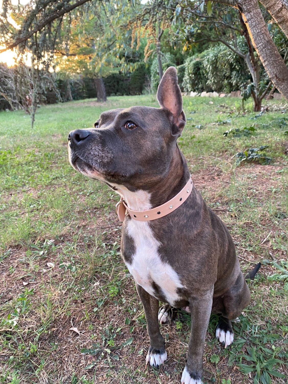 ✨L’Éclat - Colliers à strass simple bande💎