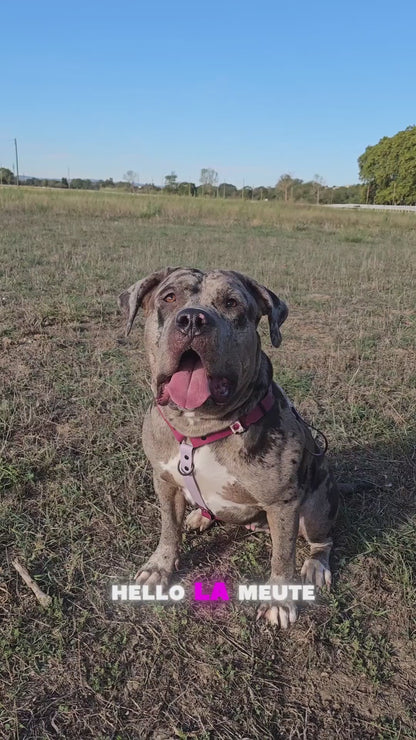 🦴 Morpho’Link – Harnais modulable 🐺